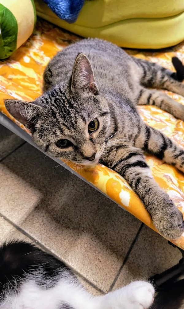 Kot do adopcji, Gdynia, 31 stycznia 2025 (5/5)