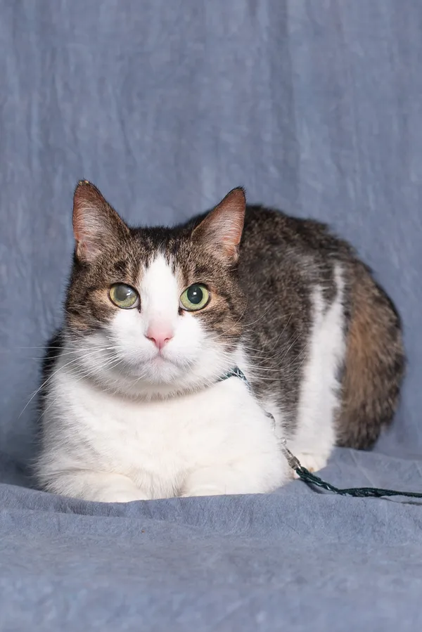 Kot do adopcji, Gdańsk, 4 września 2024