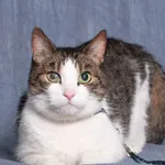Kot do adopcji