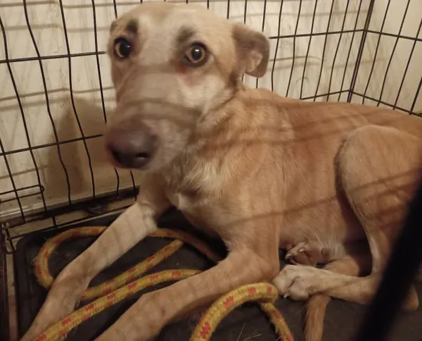 Znaleziono psa, Radom, 30 stycznia 2025