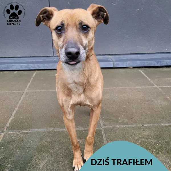 Znaleziono psa, Gdynia, 26 stycznia 2025