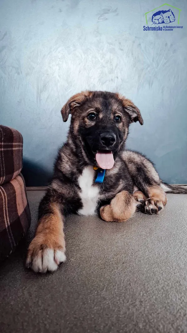 Pies do adopcji, Szczecin, 31 stycznia 2025 (1/4)
