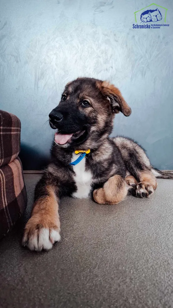 Pies do adopcji, Szczecin, 31 stycznia 2025 (2/4)