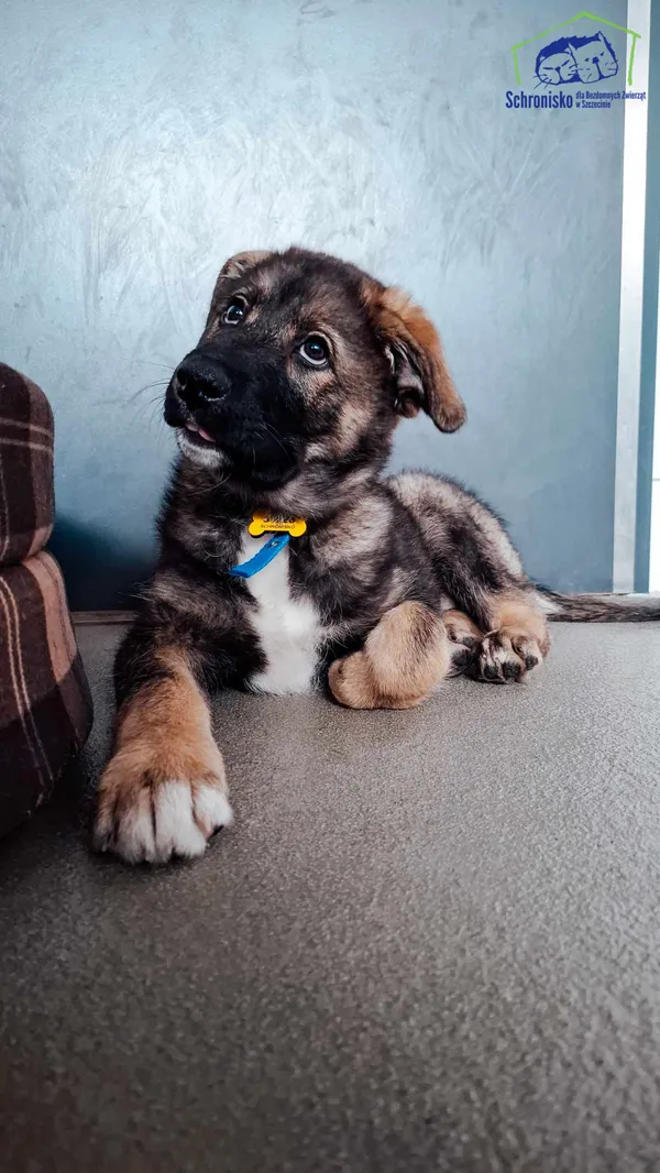 Pies do adopcji, Szczecin, 31 stycznia 2025 (3/4)