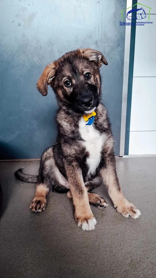 Pies do adopcji, Szczecin, 31 stycznia 2025 (4/4)