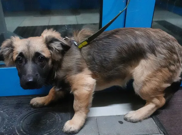 Znaleziono psa, Gdańsk, 31 stycznia 2025