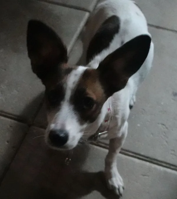 Znaleziono psa, Gdańsk, 31 stycznia 2025