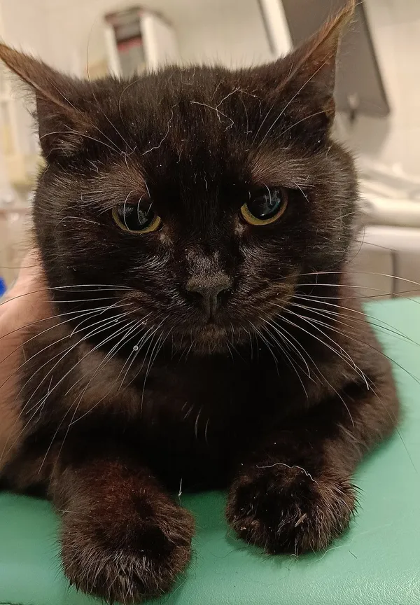 Znaleziono kota, Gdańsk, 31 stycznia 2025