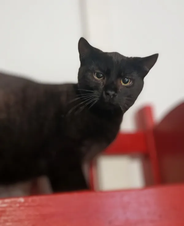 Oddam kota, Bydgoszcz, Bartodzieje, 1 lutego 2025