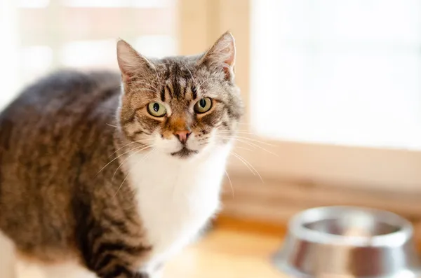 Oddam kota, Olsztyn, Kormoran, 1 lutego 2025 (1/2)