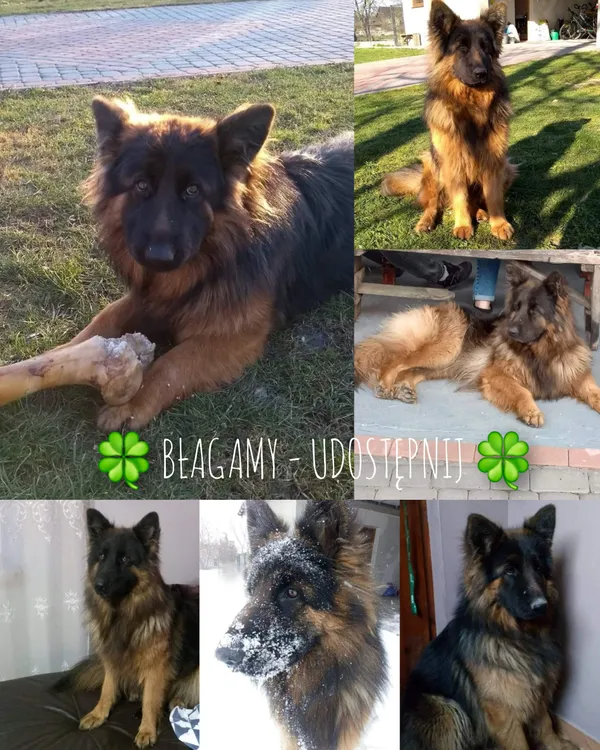 Zaginął pies, Mikułowice, 1 lutego 2025 (1/4)