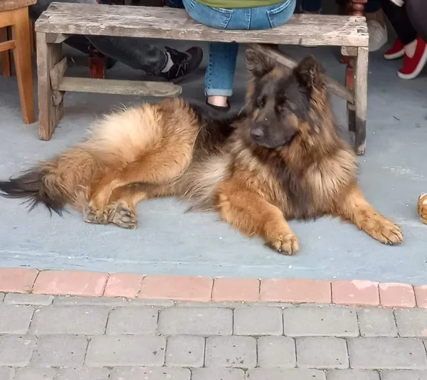 Zaginął pies, Mikułowice, 1 lutego 2025 (4/4)