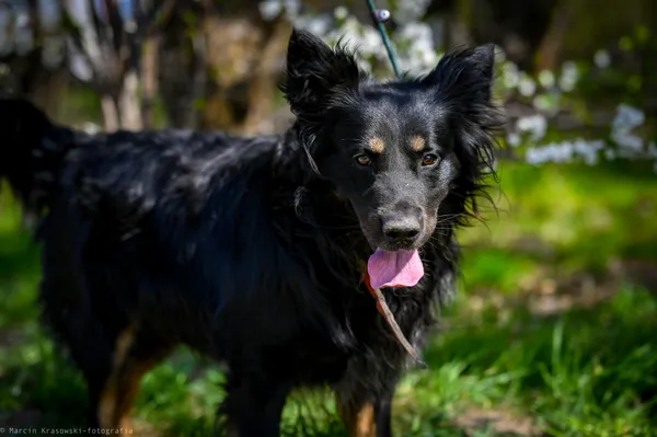 Oddam psa, Olsztyn, Osiedle Tadeusza Kościuszki, 1 lutego 2025 (3/3)