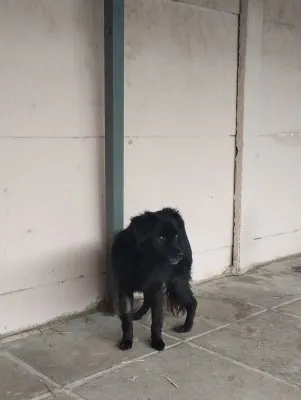 Pies do adopcji, Pabianice, 20 stycznia 2025