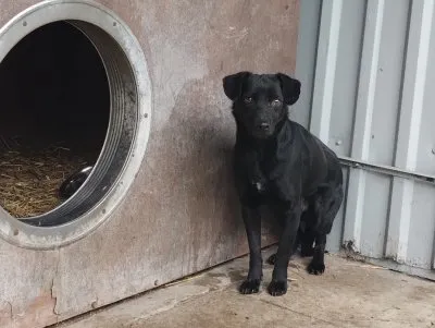 Pies do adopcji, Pabianice, 20 stycznia 2025