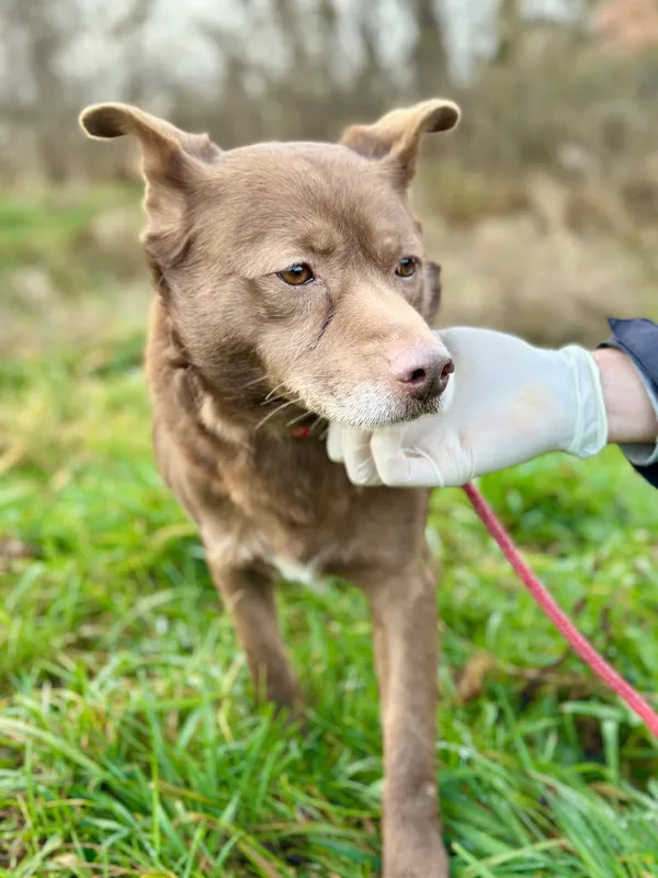 Oddam psa, Bydgoszcz, Rynkowo, 1 lutego 2025 (2/4)