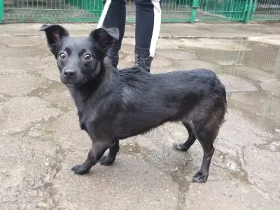 Pies do adopcji, Pabianice, 31 stycznia 2025