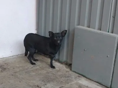 Pies do adopcji, Pabianice, 20 stycznia 2025