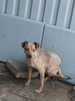 Pies do adopcji, Pabianice, 20 stycznia 2025