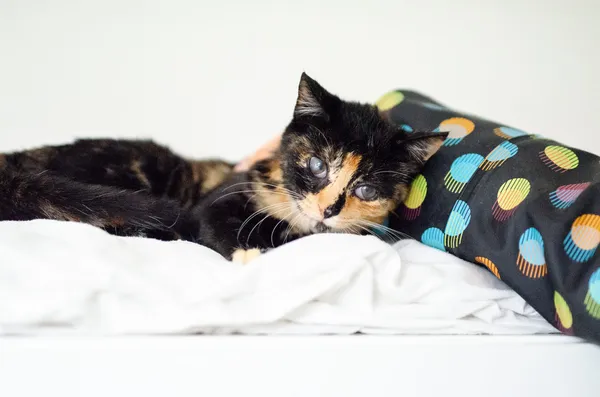 Oddam kota, Słupsk, Ryczewo, 1 lutego 2025 (2/5)