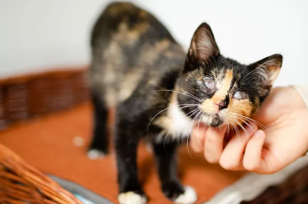 Oddam kota, Słupsk, Ryczewo, 1 lutego 2025 (4/5)