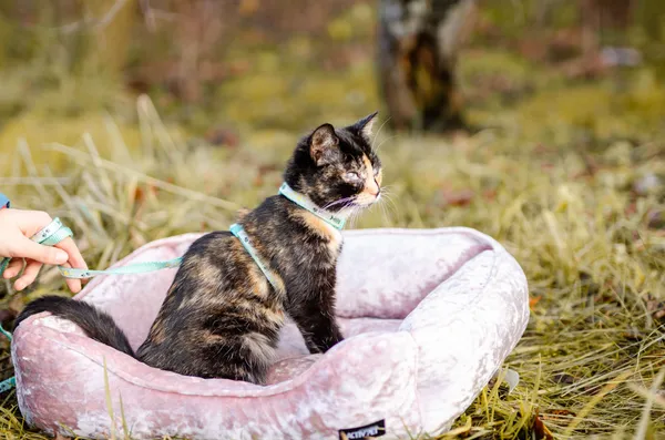 Oddam kota, Słupsk, Ryczewo, 1 lutego 2025 (5/5)