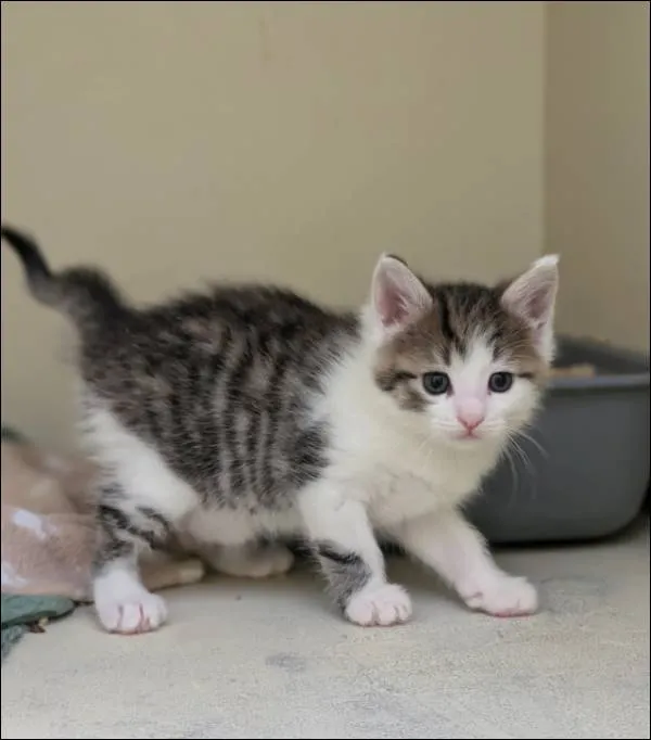 Znaleziono kota, Grudziądz, 31 stycznia 2025