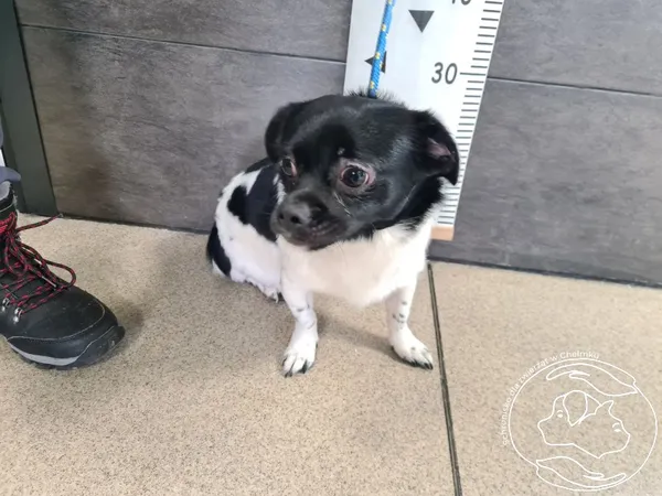 Znaleziono psa, Chełmek, 1 lutego 2025