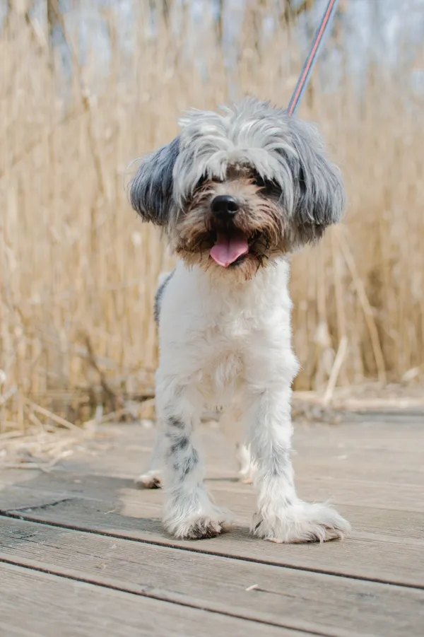 Znaleziono psa, Sosnowiec, 1 lutego 2025 (3/4)