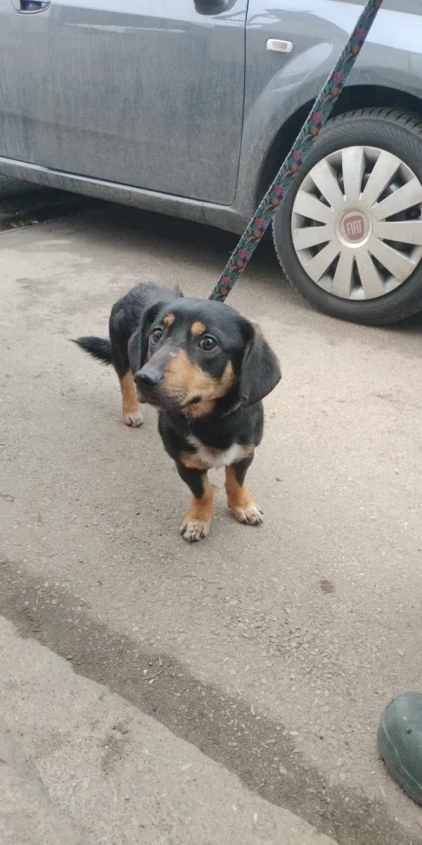 Znaleziono psa, Sosnowiec, 1 lutego 2025