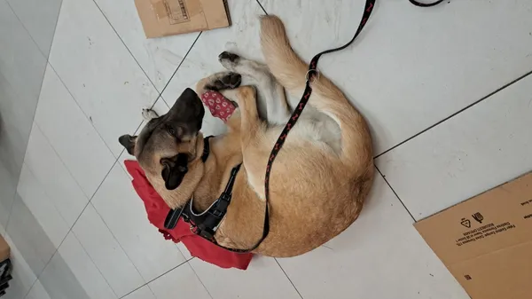 Znaleziono psa, Łódź, 31 stycznia 2025