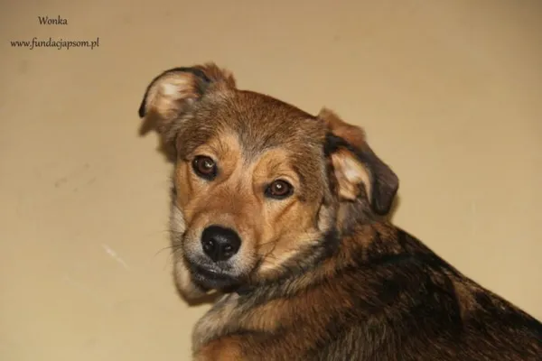 Pies do adopcji, Nowy Dwór Mazowiecki, 1 lutego 2025 (1/5)