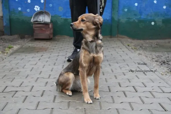 Pies do adopcji, Nowy Dwór Mazowiecki, 1 lutego 2025 (2/5)