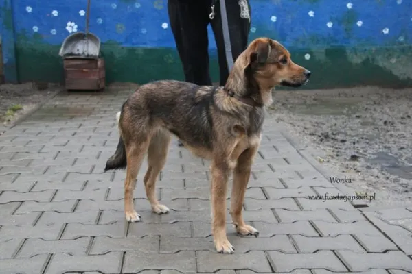 Pies do adopcji, Nowy Dwór Mazowiecki, 1 lutego 2025 (4/5)