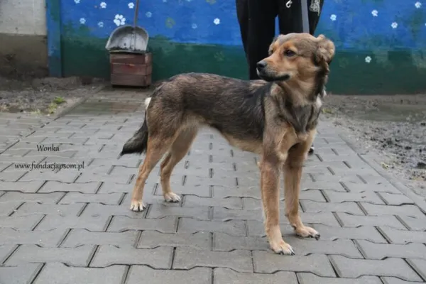 Pies do adopcji, Nowy Dwór Mazowiecki, 1 lutego 2025 (5/5)