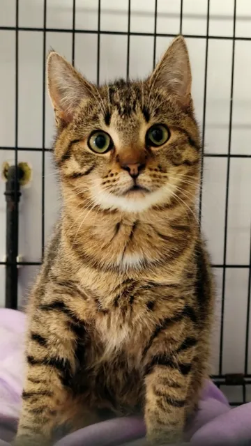 Kot do adopcji, Piła, 21 listopada 2024 (1/2)