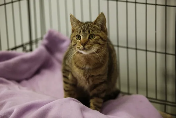 Kot do adopcji, Piła, 21 listopada 2024 (2/2)