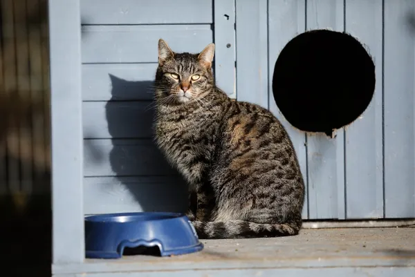 Kot do adopcji, Piła, 5 października 2023