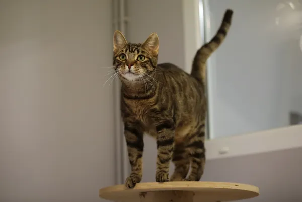 Kot do adopcji, Piła, 19 sierpnia 2024 (1/2)