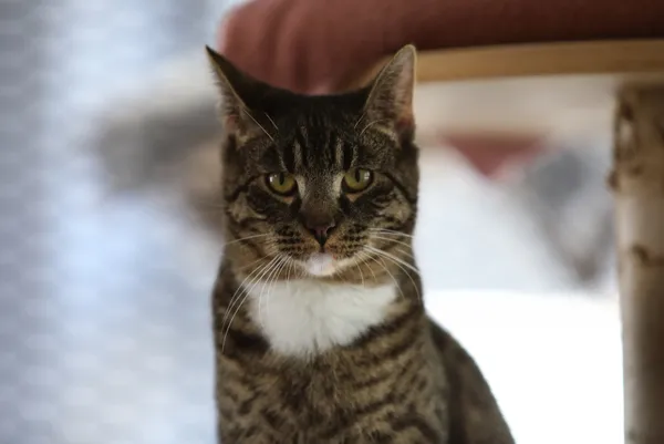 Kot do adopcji, Piła, 23 sierpnia 2024 (1/4)