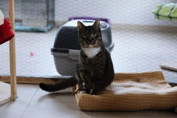 Kot do adopcji, Piła, 23 sierpnia 2024 (2/4)