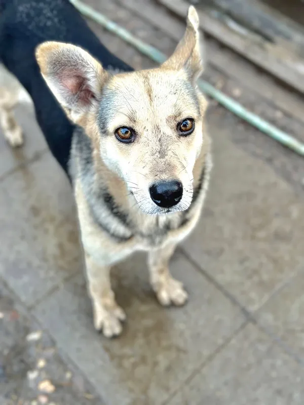 Oddam psa, Nowa Wieś, 2 lutego 2025 (1/4)