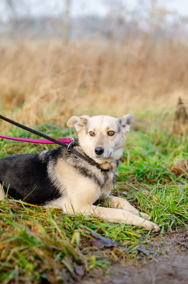 Oddam psa, Nowa Wieś, 2 lutego 2025 (3/4)