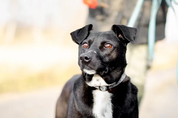 Oddam psa, Olsztyn, 2 lutego 2025 (1/5)