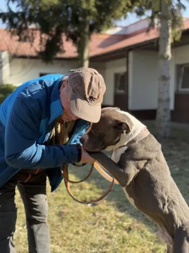 Pies do adopcji, Kraków, 17 stycznia 2025 (3/5)
