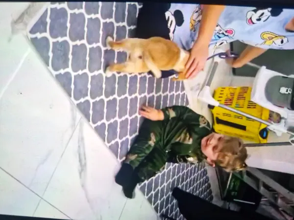 Zaginął pies, Zgierz, 2 lutego 2025 (2/6)