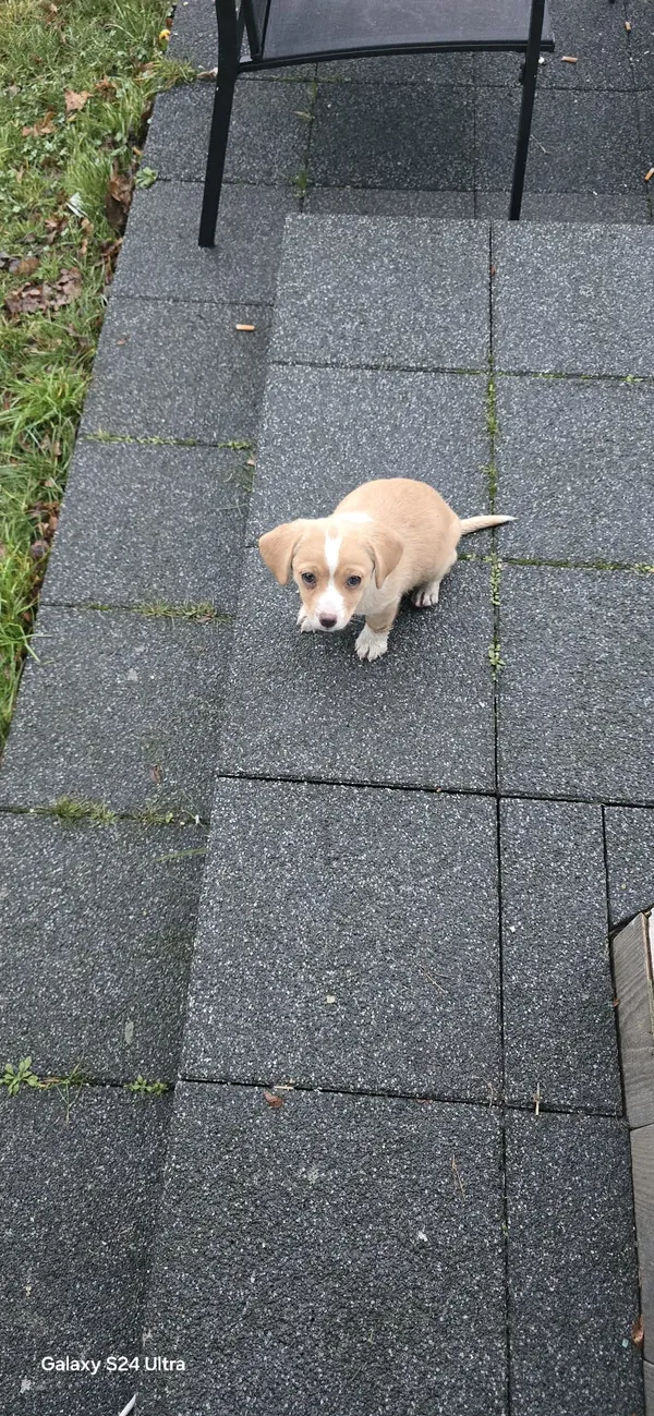 Zaginął pies, Zgierz, 2 lutego 2025 (3/6)