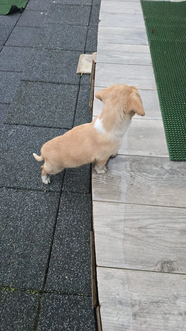 Zaginął pies, Zgierz, 2 lutego 2025 (5/6)