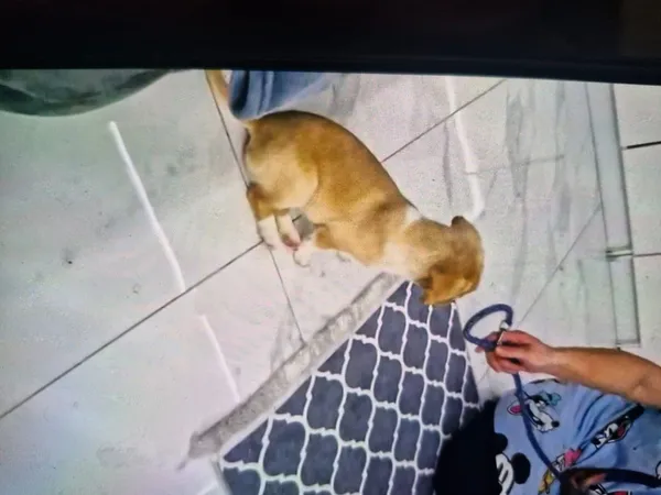 Zaginął pies, Zgierz, 2 lutego 2025 (6/6)