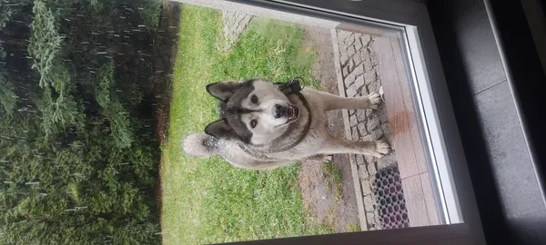 Znaleziono psa, Łódź, 2 lutego 2025